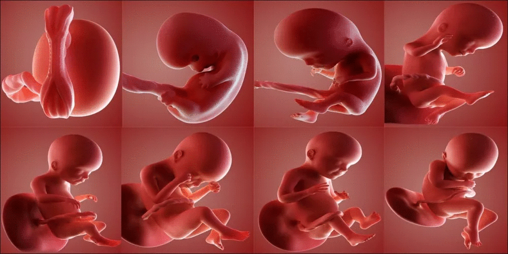 مراحل تكوين الجنين بالصور من أول يوم